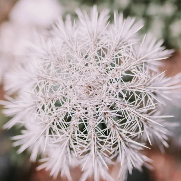 Kaktüs dokusu detaylarını kapat