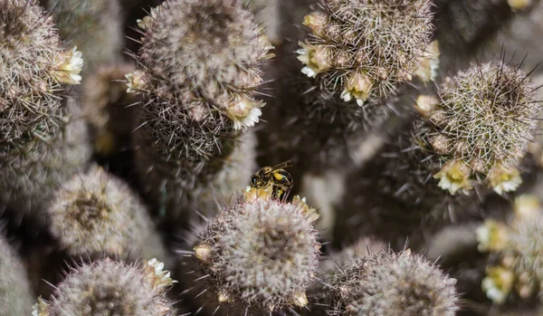 Abeja Polinizando Una Pequeña Flor Amarilla Cactus — Foto de Stock