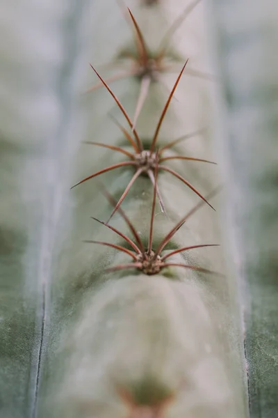 Detalle Textura Cactus — Foto de Stock