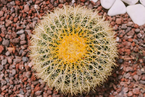 Kaktüs dokusu detaylarını kapat