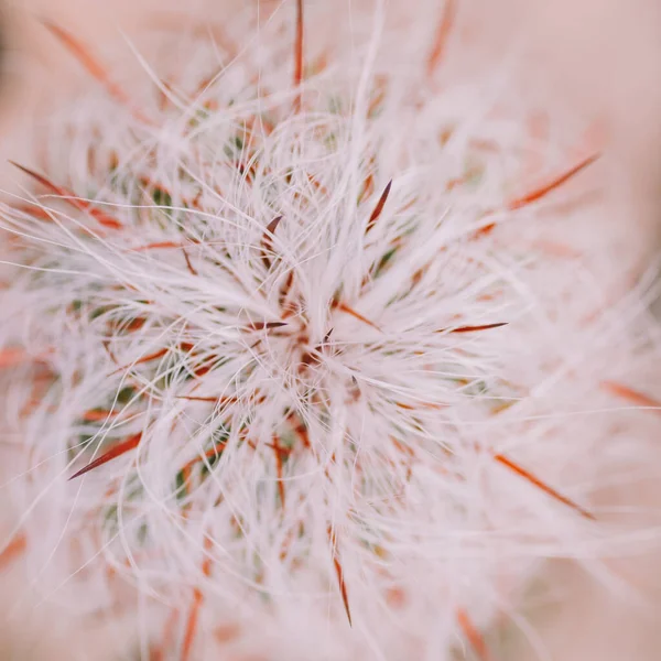 Kaktüs dokusu detaylarını kapat