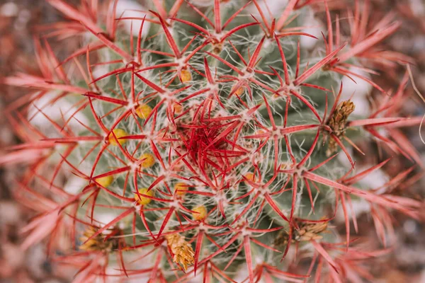 Kaktüs dokusu detaylarını kapat