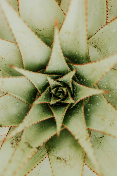 Kaktüs dokusu detaylarını kapat