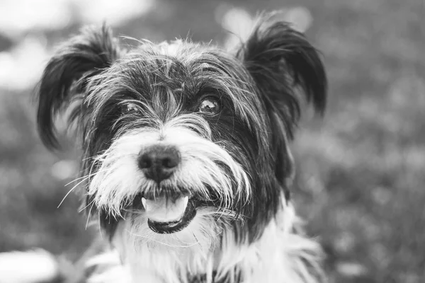 Siyah beyaz bir köpeğin portresi.