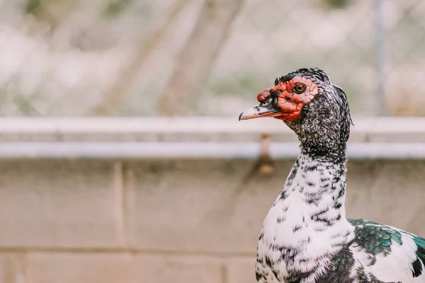 Ekolojik bir çiftlikteki siyah beyaz ördek