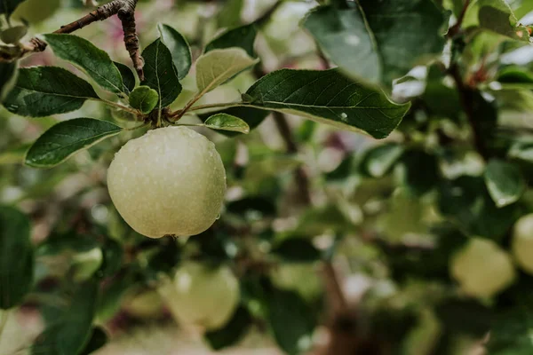 Ağaçtaki yeşil elmalar