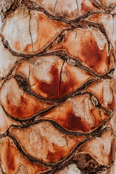 bir palmiye ağacının kabuğu yakın çekim