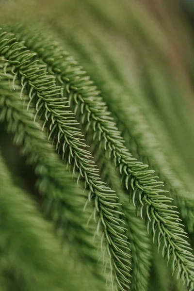 Yeşil yapraklı makronun üzerinde büyük, şeffaf yağmur suyu damlaları. Sabahları çiy damlaları güneşte parlar. Doğadaki güzel yaprak dokusu. Doğal arkaplan