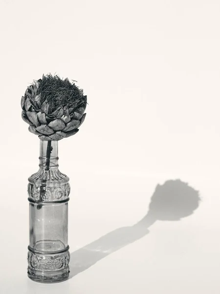 Beyaz arka planda, cam bir kapta gölgesi olan kurumuş enginar.