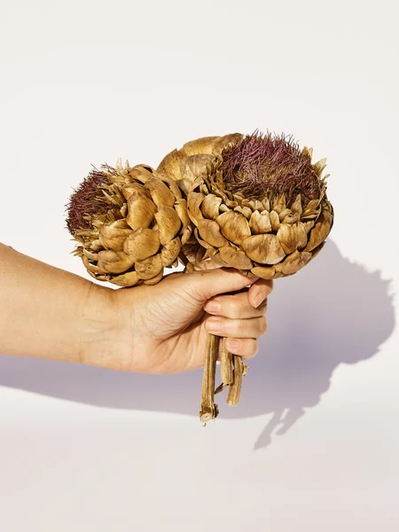 Beyaz arka planda bir elle tutulan üç kurumuş enginar.