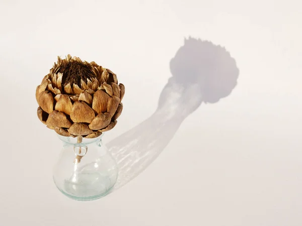 Beyaz arka planda, cam bir kapta gölgesi olan kurumuş enginar.