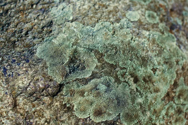 Vista de cerca de la textura de la piedra con liquen en ella . —  Fotos de Stock