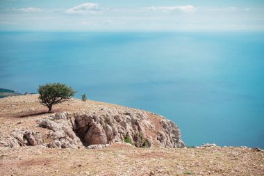 Kırım 'daki İlyas-Kaya dağının tepesinde bir ağaç. Deniz manzaralı. Dinlen, seyahat et, macera.
