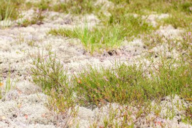 Gri yosunlar ve çiçek açan fundalarla kaplı tarla, vahşi yaşam