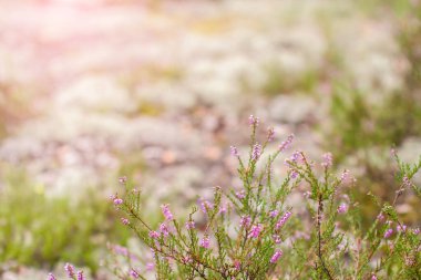 Örümcek ağlı fundalık çiçekleri, bulanık arka plan, güneşli yaz günü