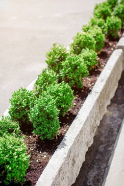 Güneşli bir yaz gününde asfalt bir yolun arka planında çimento bir çiçek tarhında yeşil bitkiler. Şehir peyzaj tasarımı.