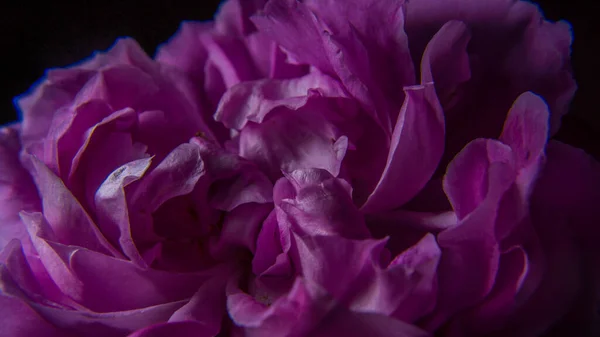 Růžová Růže Okvětní Lístky Bílé Černé Pozadí — Stock fotografie