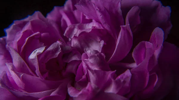 Rosa Ros Och Kronblad Whit Svart Bakgrund — Stockfoto