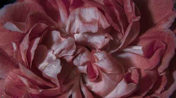 Rosa Rosa Pétalas Brancas — Fotografia de Stock
