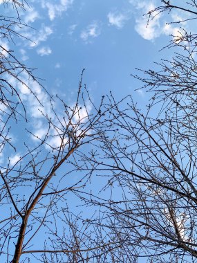 Ağacın dalları ilkbahar gökyüzüne karşı.