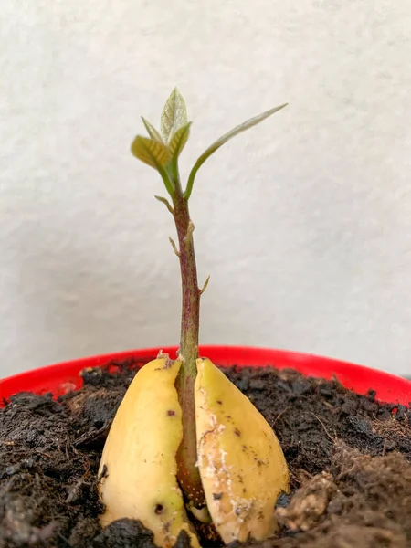 Avocat Pot Cultivé Maison Arbre Foyer — Photo