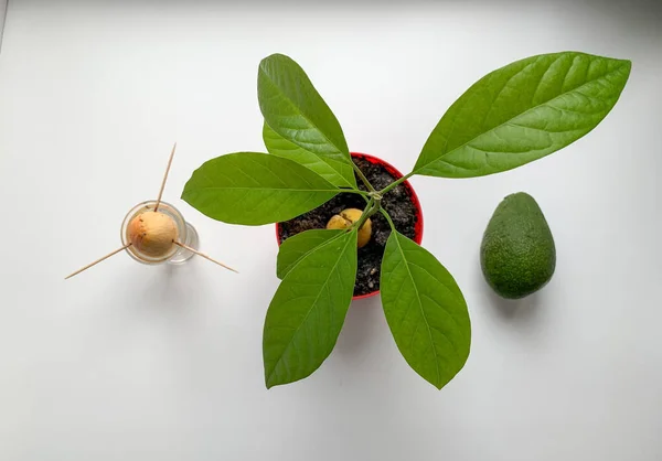 아보카도 식물은 집에서 단지에서 재배됩니다 아파트에서 아보카도를 재배하는 — 스톡 사진
