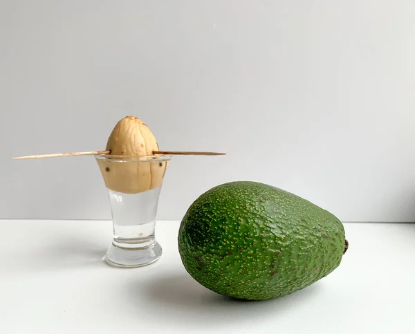 Pianta Avocado Viene Coltivata Casa Vaso Concetto Coltivazione Avocado Appartamento — Foto Stock