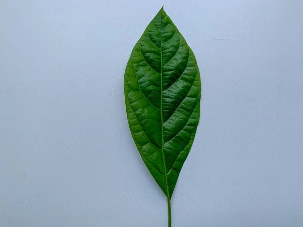 Green leaf on a white background. Leaf from the avocado tree.