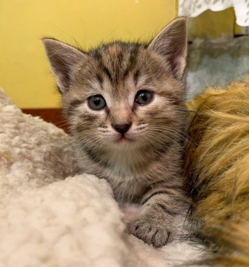 Mavi gözlü küçük gri bir kedi yavrusu.