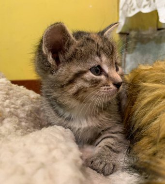 Mavi gözlü küçük gri bir kedi yavrusu.