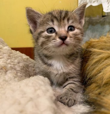 Mavi gözlü küçük gri bir kedi yavrusu.