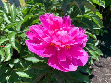 Bahçede açan parlak pembe bir şakayık. Yukarıdan Fotoğraf.