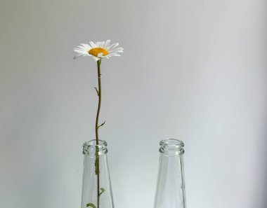 Beyaz arka planda bir şişe papatya çayı. Tıp ve kozmetik kültürü.