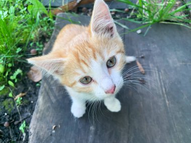 Bahçede küçük kırmızı bir kedi yavrusu oynuyor. Genç bir kedi yavrusu çimenlerde oynuyor..