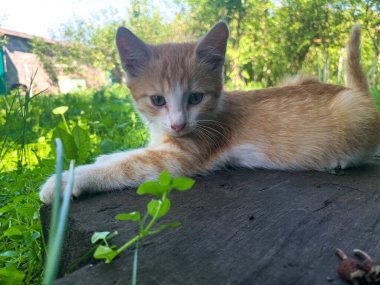 Bahçede küçük kırmızı bir kedi yavrusu oynuyor. Genç bir kedi yavrusu çimenlerde oynuyor..
