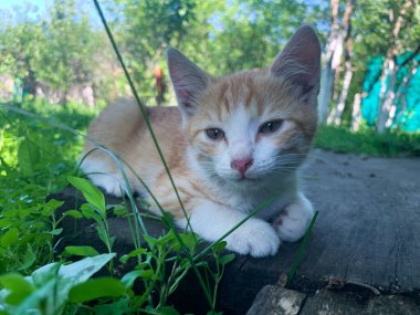Bahçede küçük kırmızı bir kedi yavrusu oynuyor. Genç bir kedi yavrusu çimenlerde oynuyor..