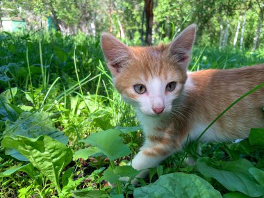 Bahçede küçük kırmızı bir kedi yavrusu oynuyor. Genç bir kedi yavrusu çimenlerde oynuyor..