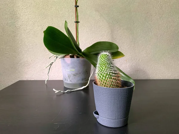 Piante Appartamento Tavolo Nero Cactus Orchidea Con Boccioli — Foto Stock