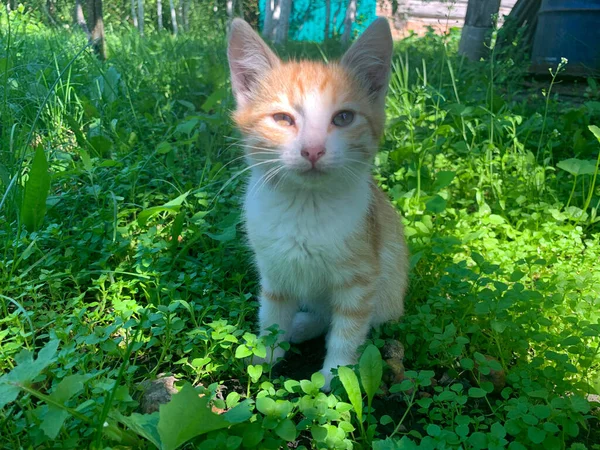 Маленький Красный Котенок Играет Открытом Воздухе Саду Молодой Котенок Играет — стоковое фото