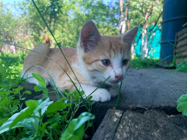 Red Kitten Eats Fresh Green Grass Garden — Stock Photo, Image