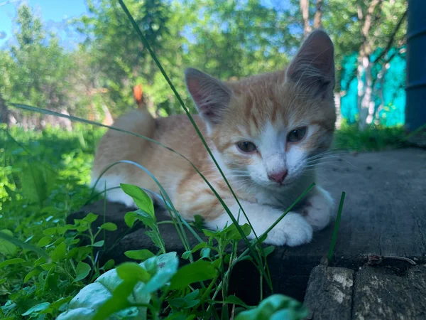 A small red kitten is playing outdoors in the garden. A young kitten is playing in the grass.