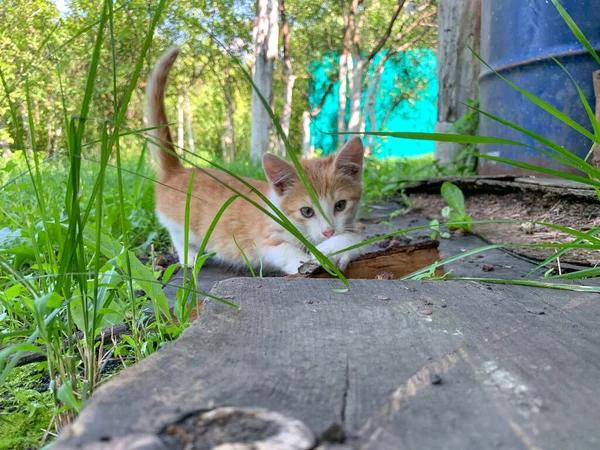 Ein Kleines Rotes Kätzchen Spielt Draußen Garten Ein Junges Kätzchen — Stockfoto