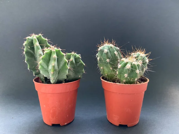 Cacti Brown Pots Black Background Growing Indoor Plants Apartment — Stock Photo, Image