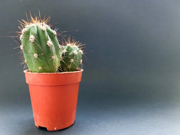 Cactus in a brown pot on a black background. Growing indoor plants in an apartment