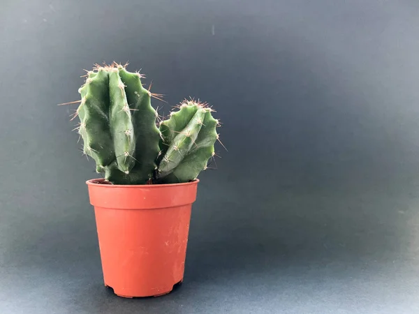 Cactus in a brown pot on a black background. Growing indoor plants in an apartment