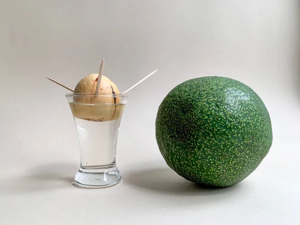 Processo Coltivazione Dell Avocado Una Pentola Casa Semi Avocado Bicchiere — Foto Stock