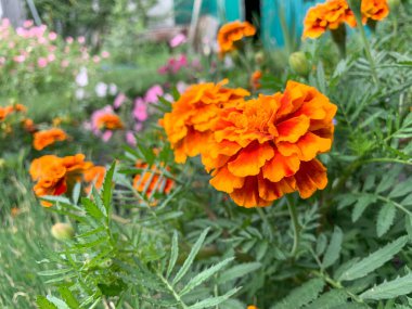 Bahçede çiçek açan kadife çiçekleri. Ağustosta açan parlak turuncu, sarı, gür, güzel çiçekler. Etiketlerin bahçe çiçekleri.