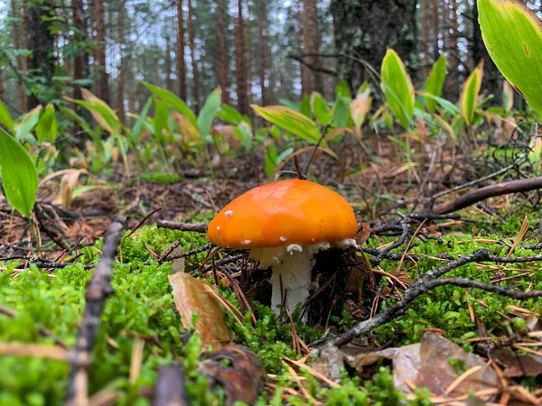 Ein Giftiger Und Halluzinogener Pilz Fliegt Agaric Moos Auf Dem — Stockfoto