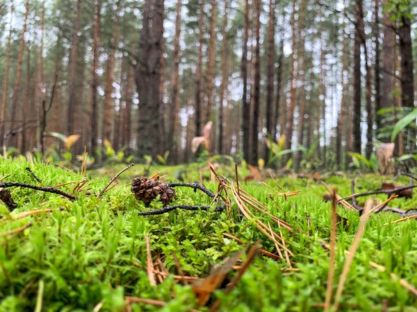 Ormanın Arka Planında Yeşil Yosun Var Yosun Üzerinde Kuru Yapraklar — Stok fotoğraf