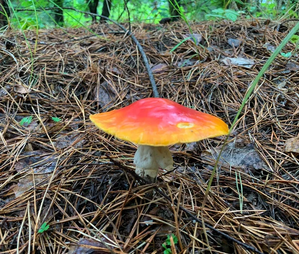 有毒和致幻的蘑菇在干草中飞行不可知论 天然栖息地有白色斑点的红蘑菇 — 图库照片